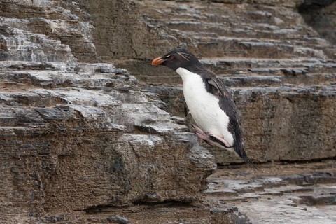 Southern Rockhopper Penguin (Eudyptes chrysocome) hopping, Bleaker Island, Falkland Islands