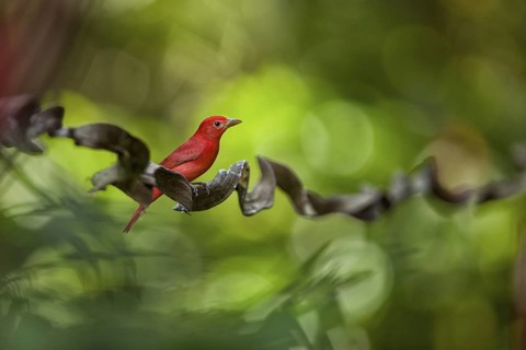 Summer Tanagers are beautiful birds that migrate from the eastern US and Canada to the neotropics