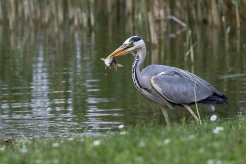 Grey Heron (Ardea cinerea) eating Common bleak (Alburnus alburnus), Mecklenburg-Western Pomerania,