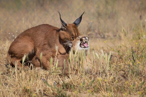 Caracal (Caracal caracal) male and female mating, Castile-La Mancha, Spain