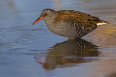 Water Rail (Rallus aquaticus), Cheshire, United Kingdom