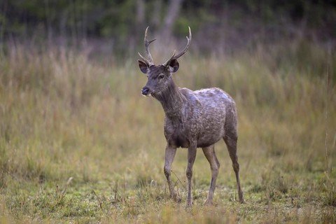 Sambar or horse deer (Cervus unicolor), Corbett National Park, near Ramnagar, Uttarakhand State,