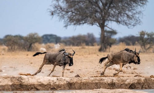 Blue wildebeest (Connochaetes taurinus), two animals running, Nxai Pan National Park, Botswana Blue