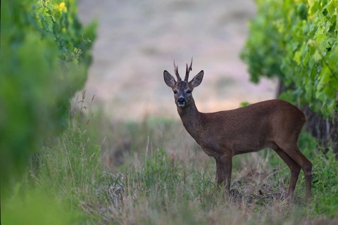 Roebuck in the vineyard in summer, Wittlich, Rhineland-Palatinate, Germany