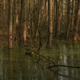 At high water levels... near-natural marshy forest, alluvial forest with alders, poplars, ash trees