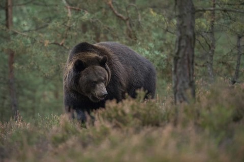 European brown bear (Ursus arctos), adult, particularly strong, respectable animal in natural