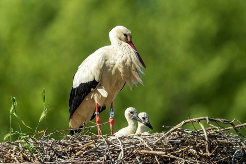 A stork in the nest with two chicks on a green background, white stork (Ciconia ciconia), wildlife,