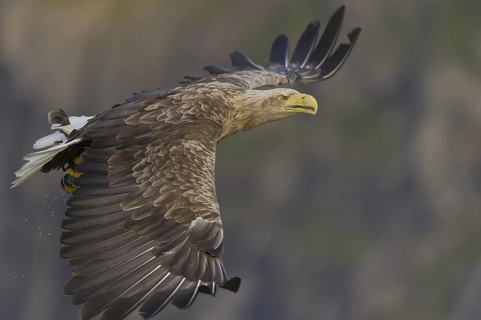 White-tailed Eagle (Haliaeetus albicilla) flying, Nord-Trondelag, Norway