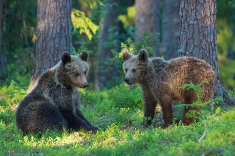 Eurasian Brown Bear (Ursus arctos) two cubs playing in forest, Finland