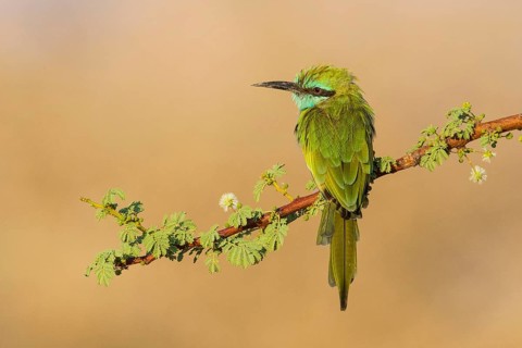 Green Bee-eater (Merops orientalis), Eilat, Israel