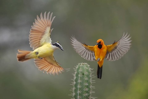Great Kiskadee & Altamira Oriole (Pitangus sulphuratus & Icterus gularis) wrangling, Texas, USA