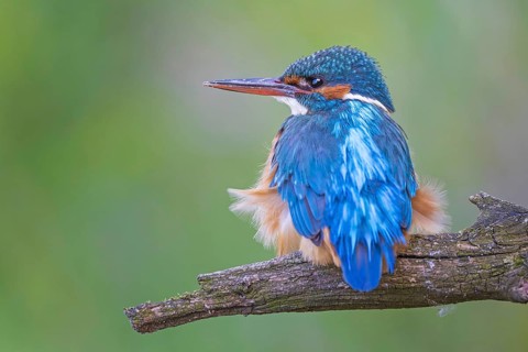 Common Kingfisher (Alcedo atthis) female perched on a branch, Saxony-Anhalt, Germany