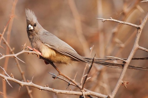 White-backed Mousebird (Colius colius), Namibia