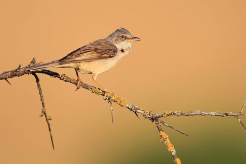 Common Whitethroat (Sylvia communis), Baden-Wuerttemberg, Germany