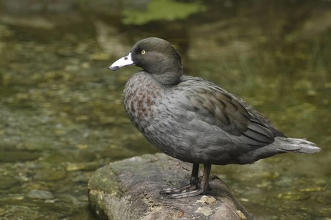 Blue Duck (Hymenolaimus malacorhynchos), New Zealand