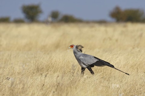 Secretarybird (Sagittarius serpentarius), Oshikoto, Namibia