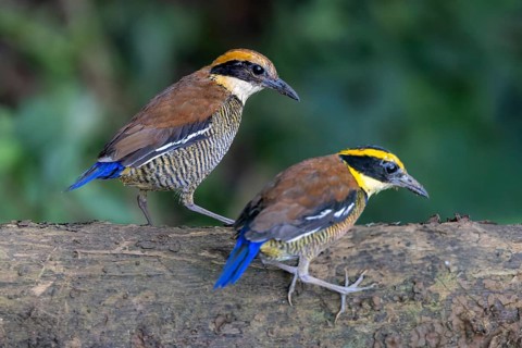 Javan Banded Pitta (Hydrornis guajanus) pair, Bali, Indonesia