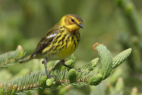 Cape May Warbler (Setophaga tigrina), Manitoba, Canada