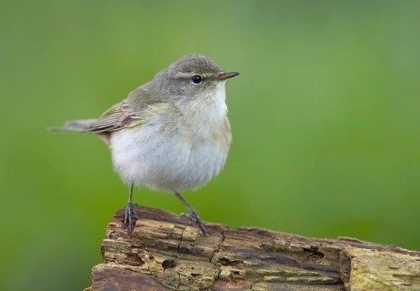 Common Chiffchaff (Phylloscopus collybita), Mecklenburg-Western Pomerania, Germany