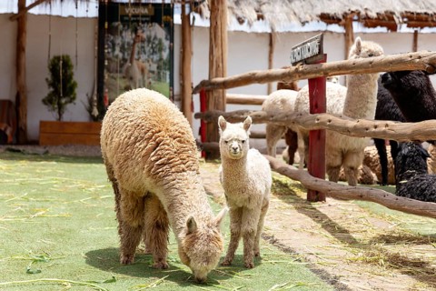 Alpaca and Llama Farm, near Cusco, Peru