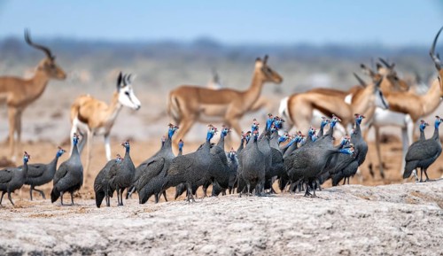 Helmeted guinea fowl (Numida meleagris), flock at the waterhole, Nxai Pan National Park, Botswana