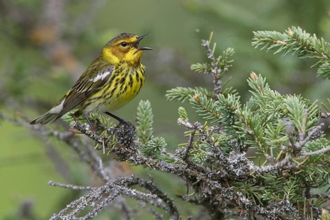 Cape May Warbler (Setophaga tigrina) singing, Manitoba, Canada