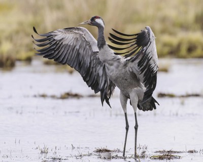 Common Crane (Grus grus), Vaestergoetland, Sweden