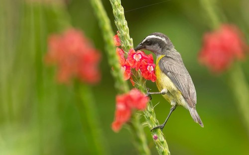 Zuckervogel oder Bananaquit (Coereba flaveola)