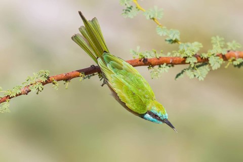 Green Bee-eater (Merops orientalis), Eilat, Israel