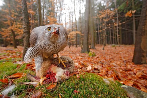Goshawk, Accipiter gentilis, feeding on killed hare in the forest. Bird of Prey with fur catch in