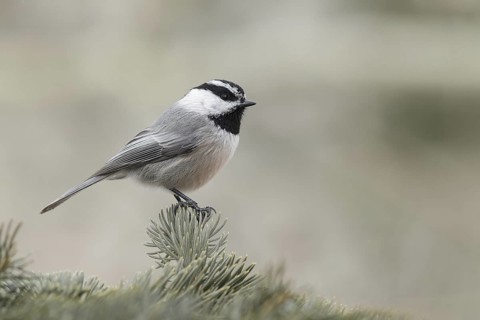 Mountain Chickadee (Poecile gambeli), California, USA