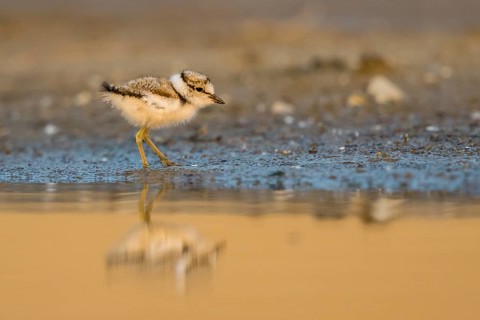 Little Ringed Plover (Charadrius dubius) chick at a waterhole, North Rhine-Westphalia, Germany