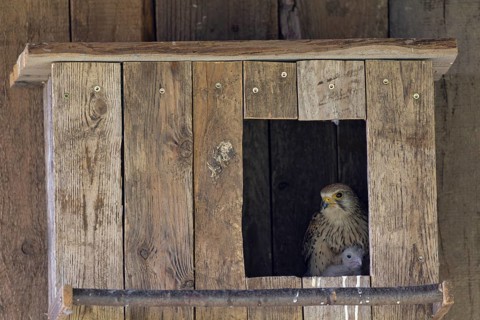 Kestrel (Falco tinnunculus) female and young bird at the incubator, village in Münsterland, North