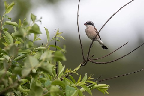 Red-backed shrike (Lanius collurio), Emsland, Lower Saxony, Germany