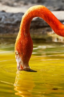 American flamingo, Phoenicopterus ruber, group of birds