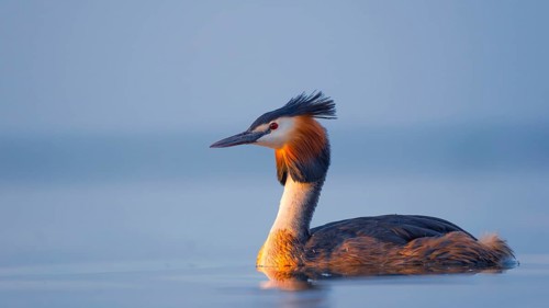 A great crested grebe (Podiceps Scalloped ribbonfish) swimming on the Steinhuder Meer, animal