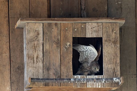 Kestrel (Falco tinnunculus) young bird practising flying in the incubator, village in Münsterland,