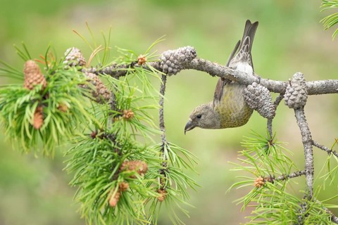 Red Crossbill (Loxia curvirostra) female perched on a conifer branch, Colorado, USA