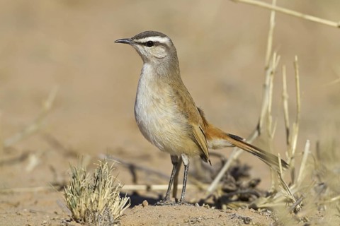 Kalahari Scrub Robin (Cercotrichas paena), Northern Cape, Kgalagadi Transfrontier Park, South