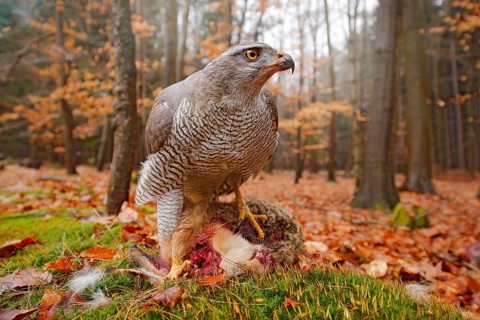Life in autumn forest. Goshawk, Accipiter gentilis, feeding on killed hare in the forest. Bird of