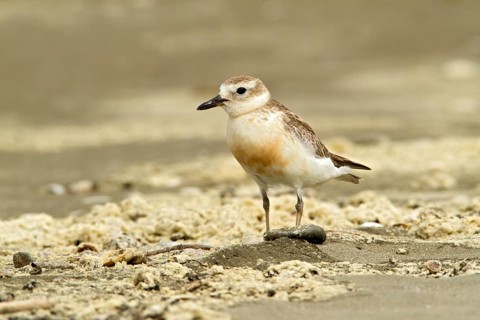 New Zealand Plover (Charadrius obscurus), Auckland, New Zealand