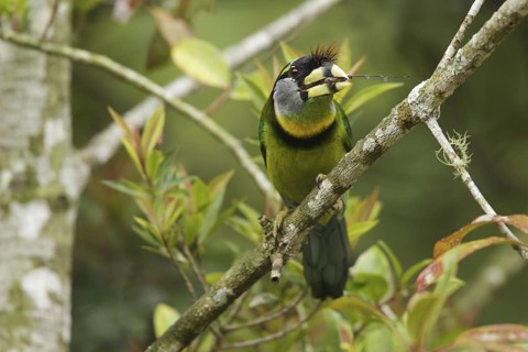 Fire-tufted Barbet (Psilopogon pyrolophus), Fraser's Hill, Malaysia