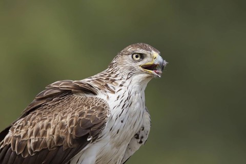Bonelli's Eagle (Aquila fasciata) male, Portugal