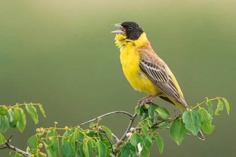 Black-headed Bunting (Emberiza melanocephala) male singing, perched on a branch, Chachuca, Georgia