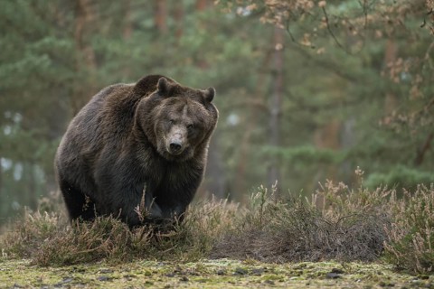 European brown bear (Ursus arctos), adult, particularly powerful animal, running across a clearing
