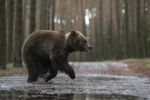 On the move in a hurry... European brown bear (Ursus (genus) arctos), young bear running at a fast