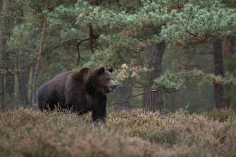 In the forest clearing... European brown bear (Ursus arctos), adult, particularly strong animal,