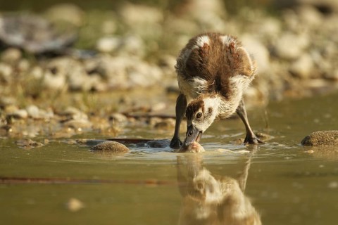 Egyptian goose (Alopochen aegyptiaca) young bird eating fish waste in a gravel pit, Allgäu,