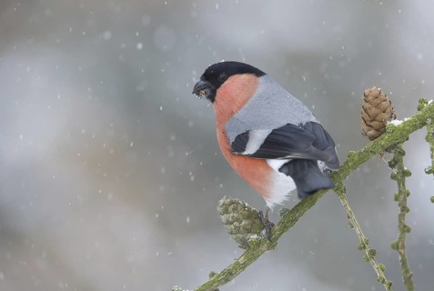 Eurasian Bullfinch (Pyrrhula pyrrhula) male, Saxony, Germany