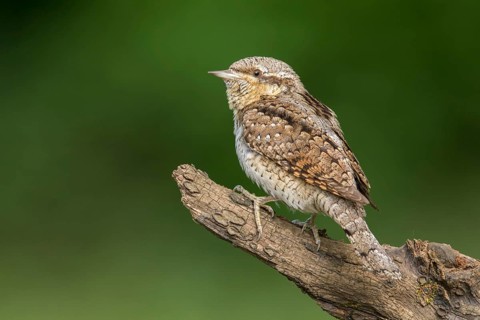 Eurasian Wryneck (Jynx torquilla) perched on a stump, Poland
